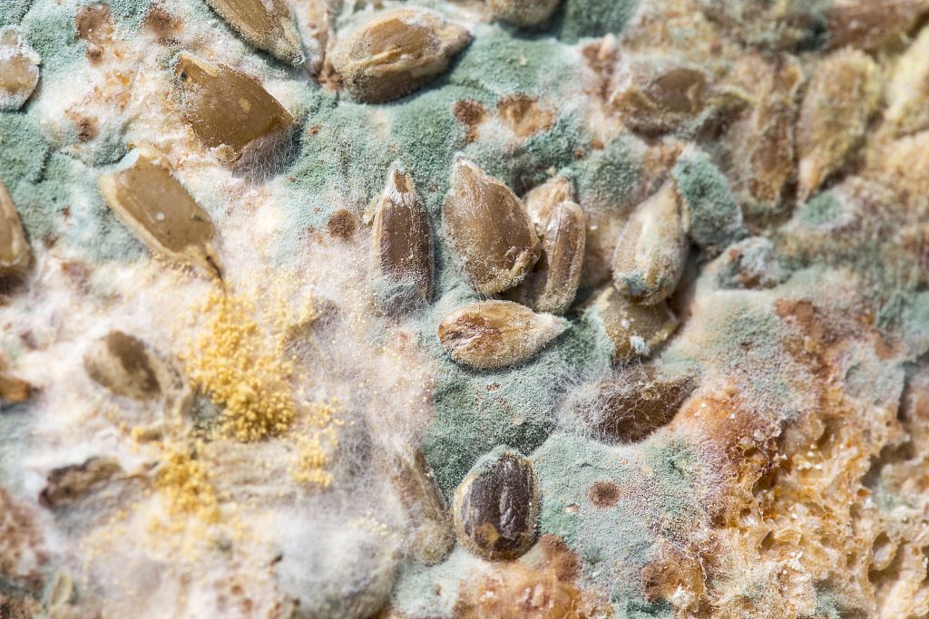 More than two millennia ago, moldy bread was used in China, Greece, Serbia and Egypt as medicine, particularly for infected wounds; the mold may have helped as a raw antibiotic.
