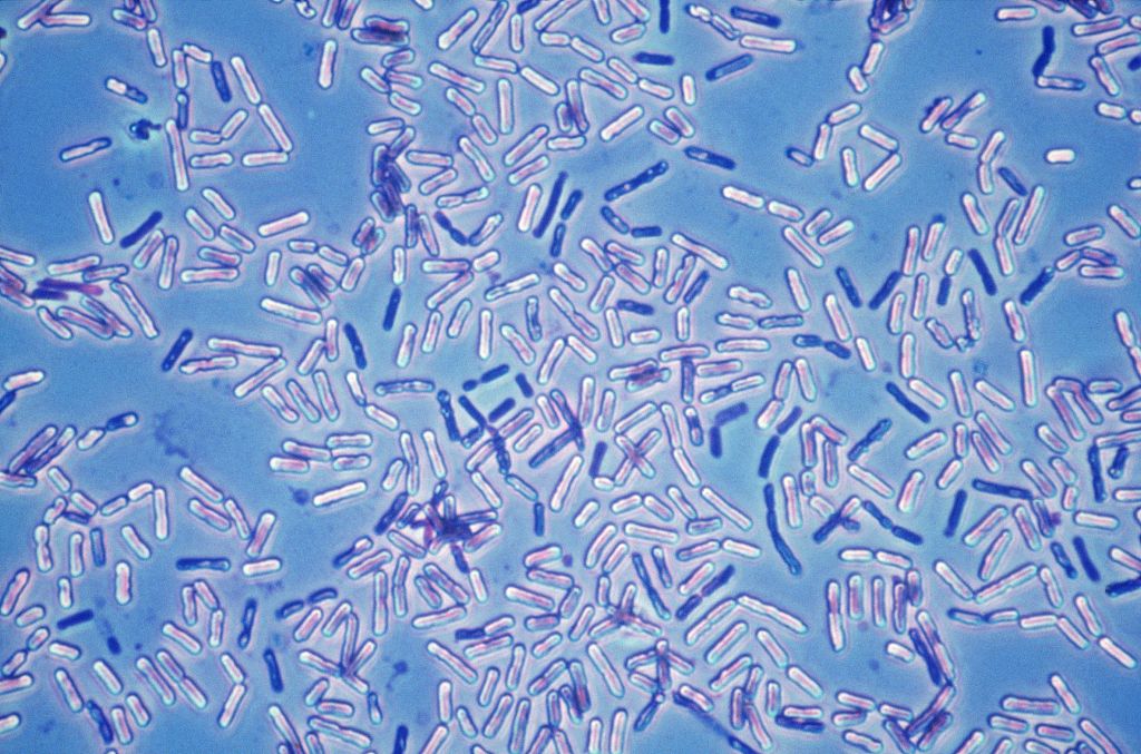 Bacillus bacteria