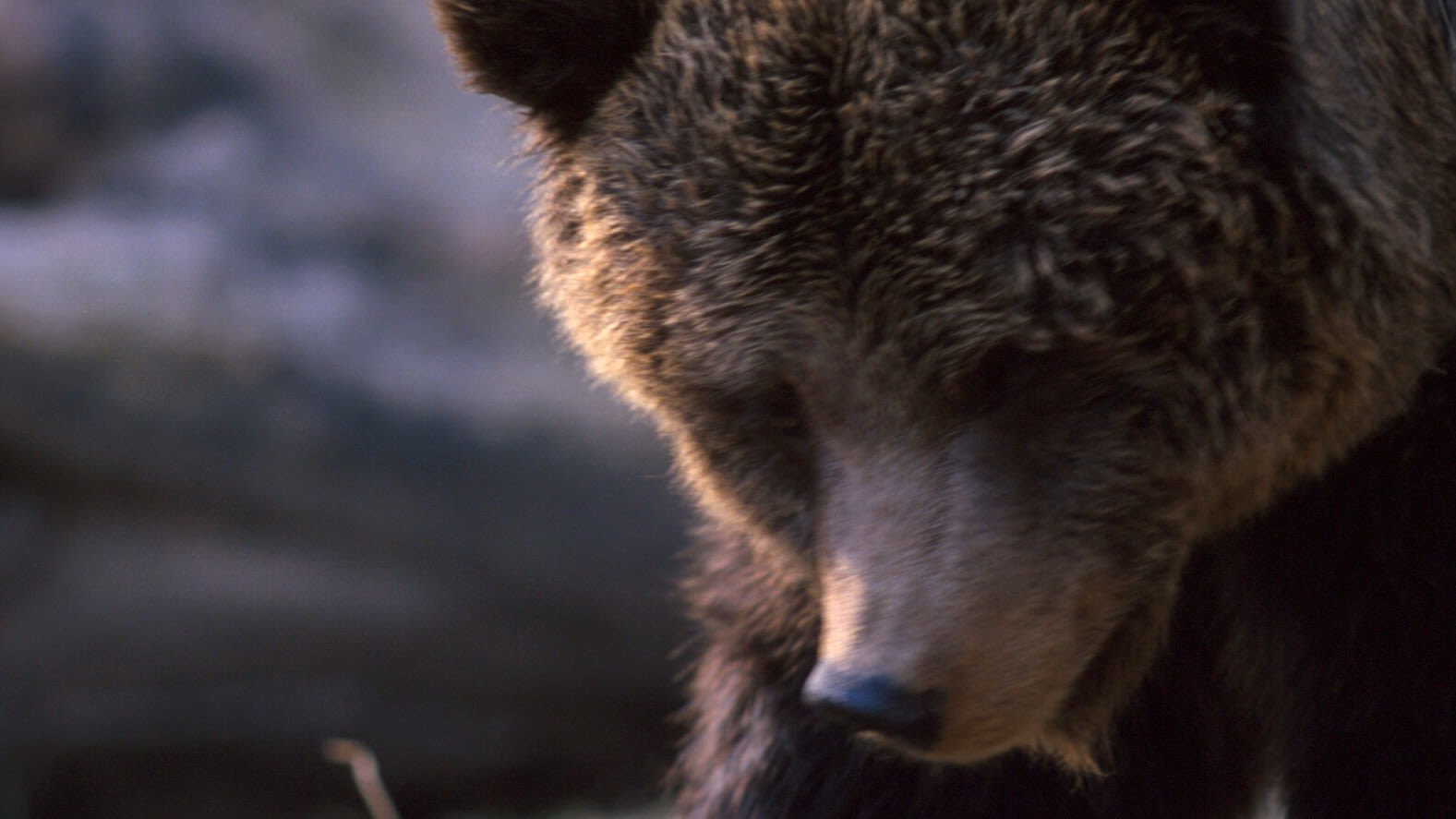Rewilded bear. /Life Ursus project