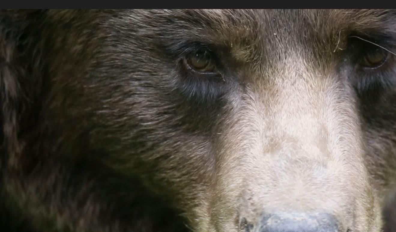 Rewilded bear. /Life Ursus Project