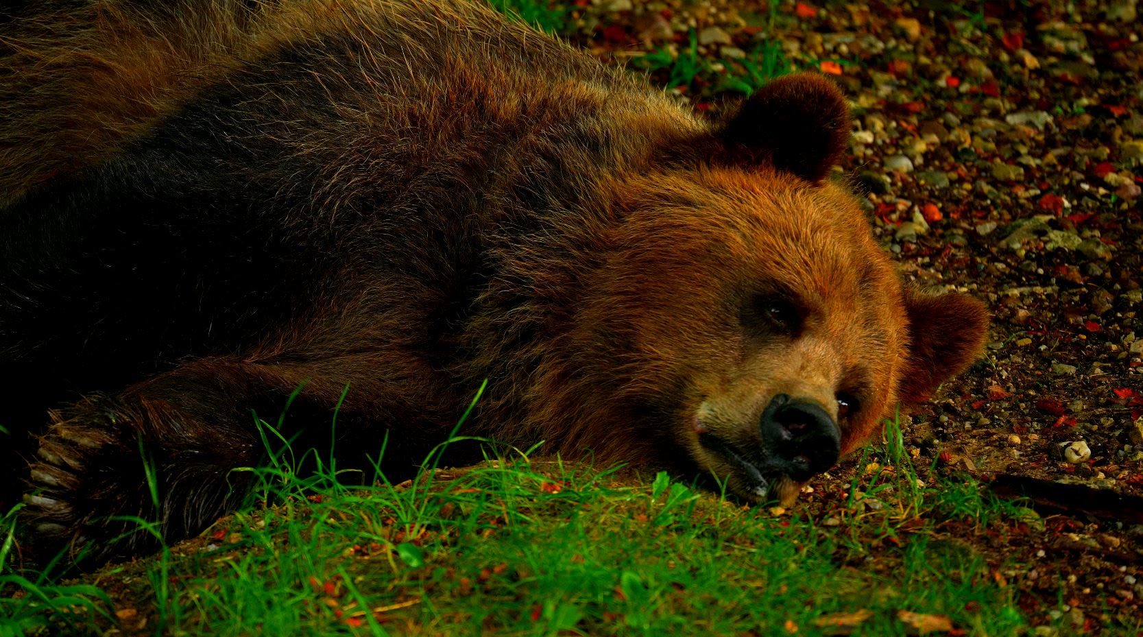 A bear at Belpark, Spormaggiore. /CGTN Europe