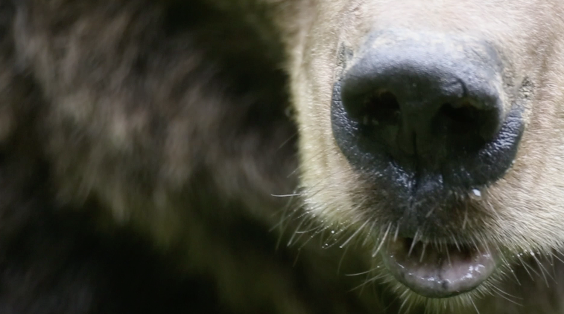 Bear in close up. /Life Ursus