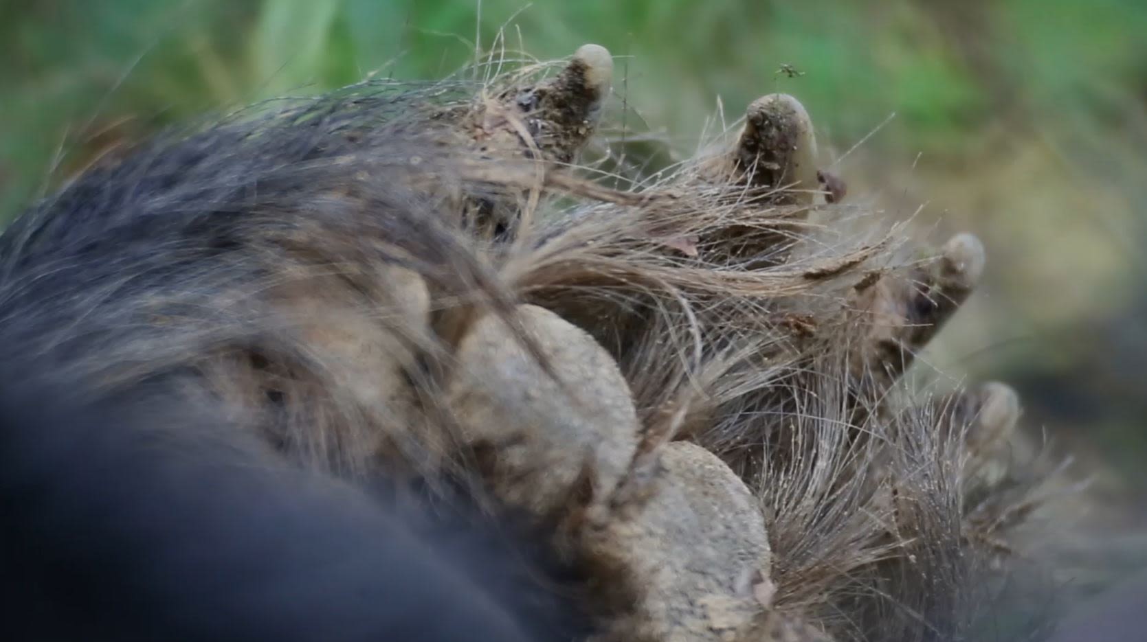 Bear paw. /Life Ursus Project