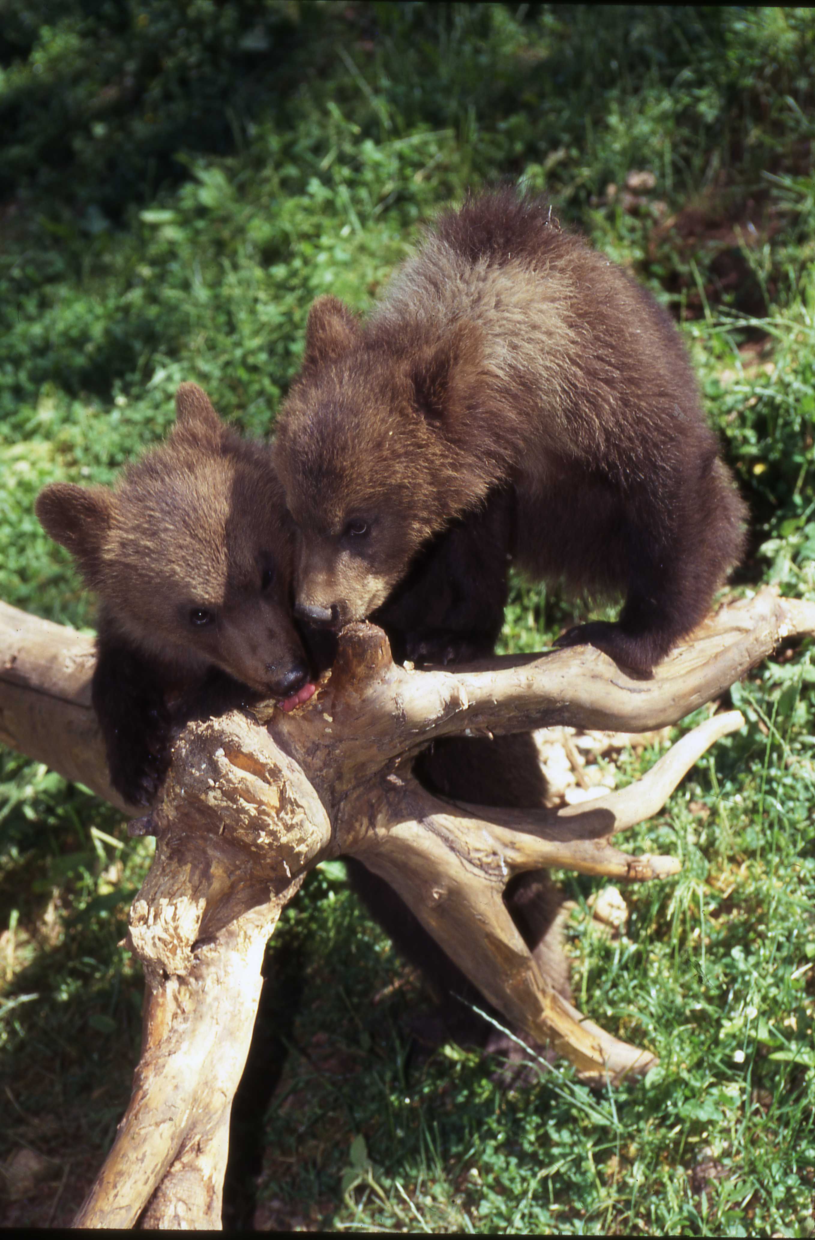 Trentino bears. /MUSE