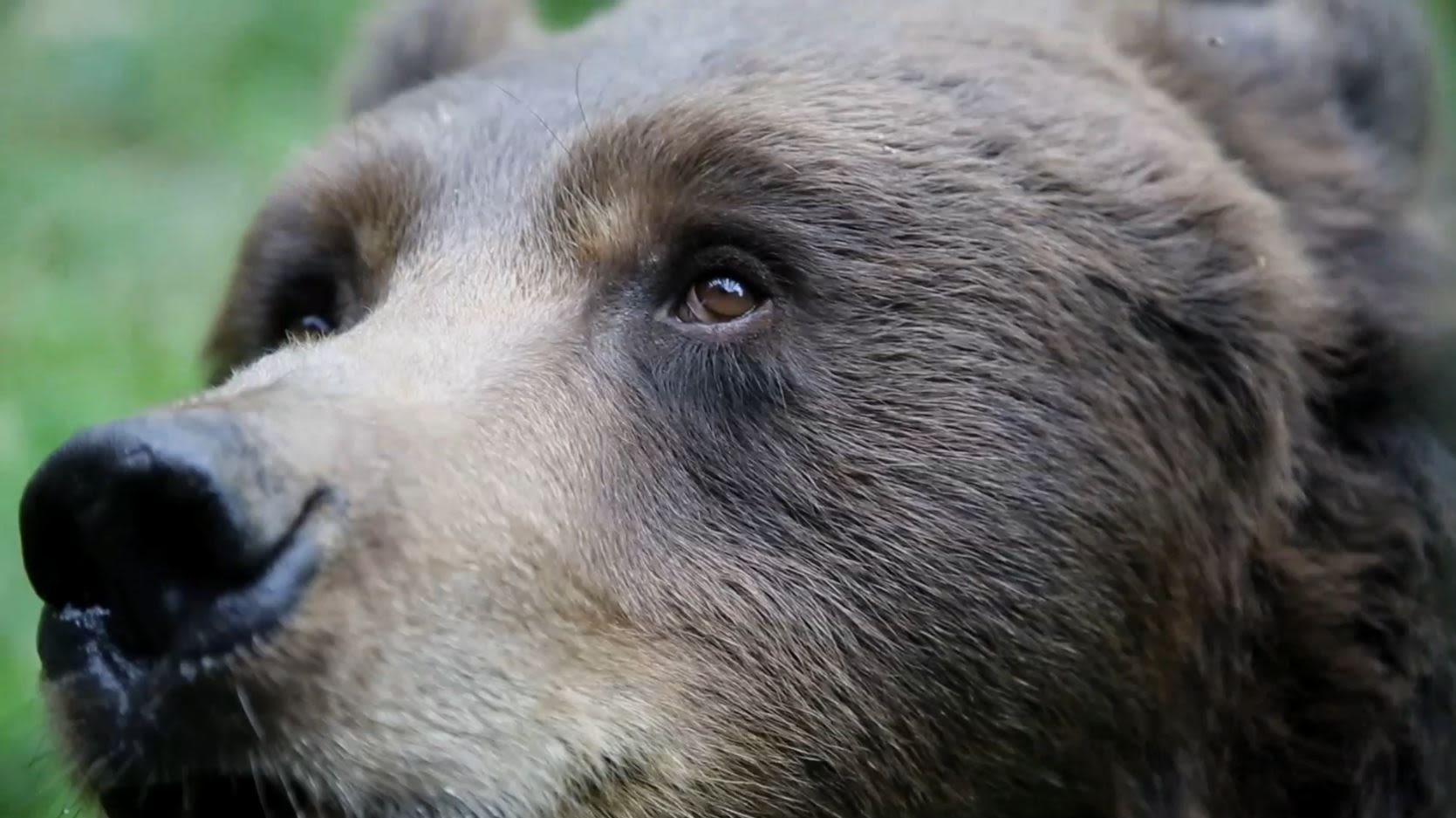 Bear with 3 Cubs Captured Weeks After Deadly Attack on Hiker in Italy