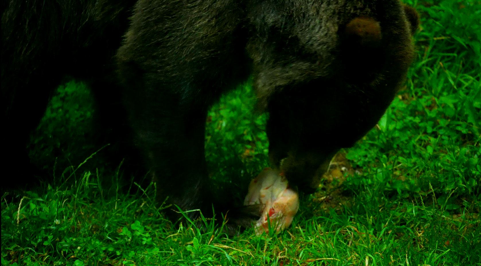 A bear at Belpark, Spormaggiore. /CGTN Europe