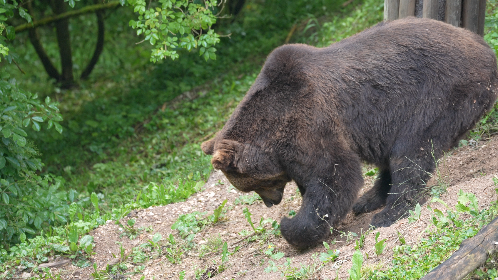 Bear with 3 Cubs Captured Weeks After Deadly Attack on Hiker in Italy