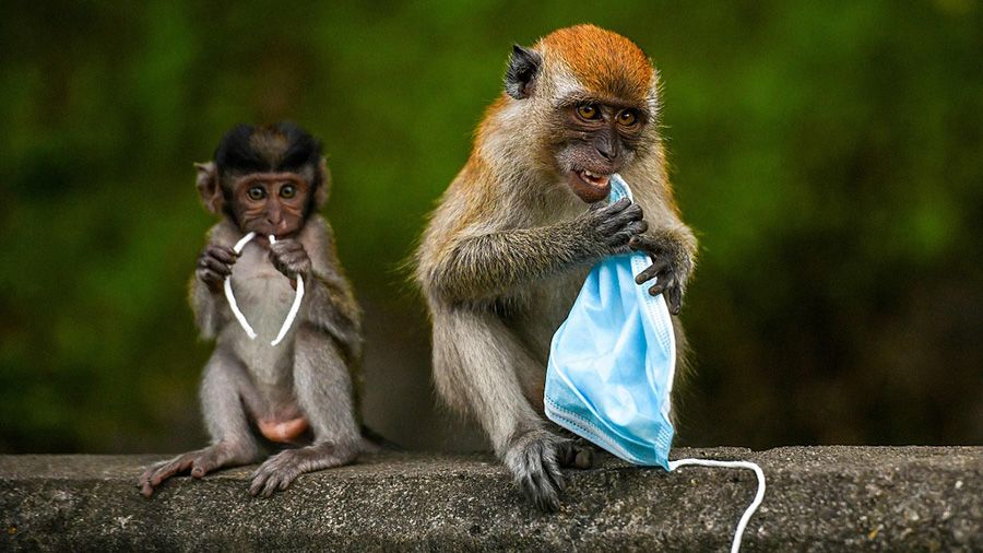 Macaque monkeys attempt to eat parts of a face mask in Genting Sempah, Malaysia's Pahang state. /CFP