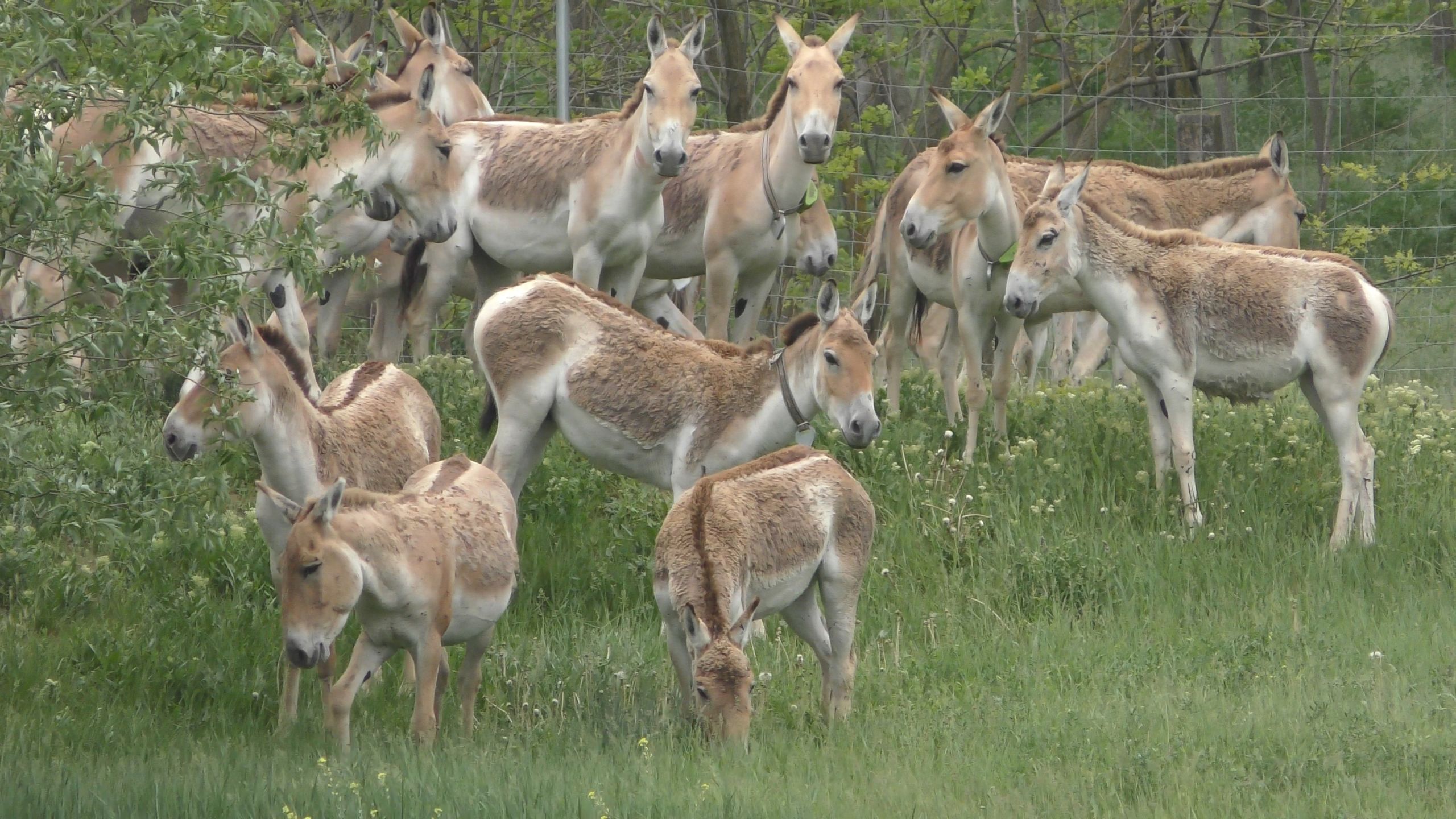 Danube Rewilding