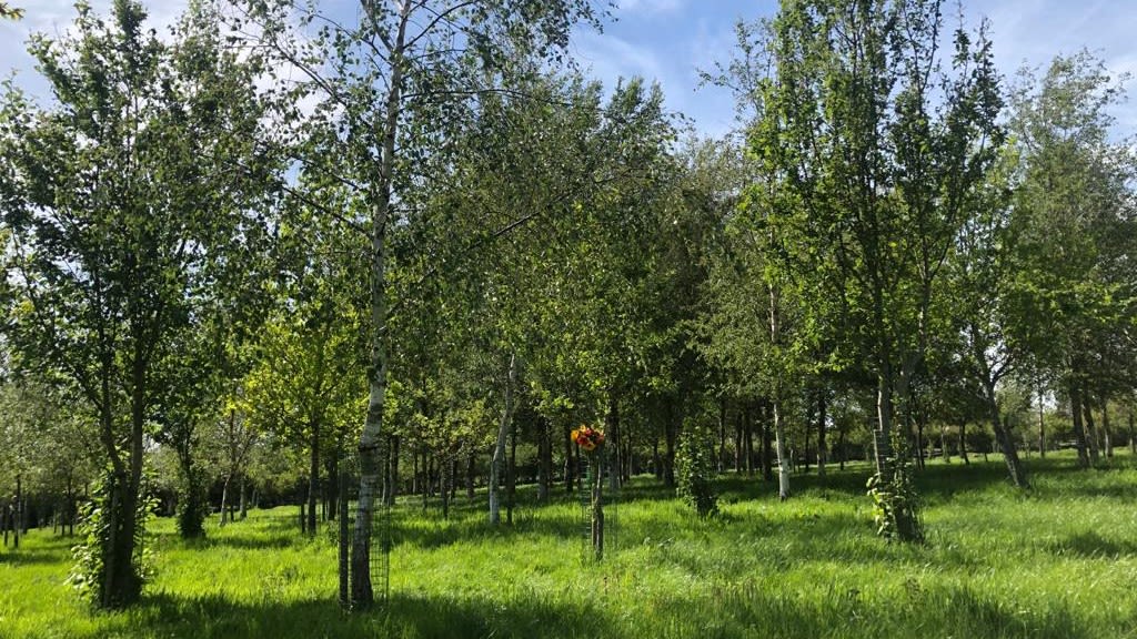 Grave positions are marked by trees... /Anna Scott-Mearns