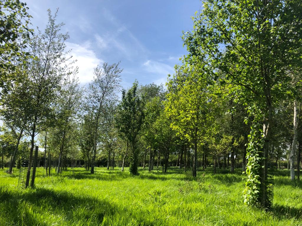 Natural burial grounds like Tarn Moor gradually return to woodland.