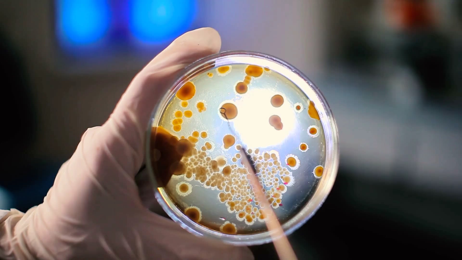 A petri dish