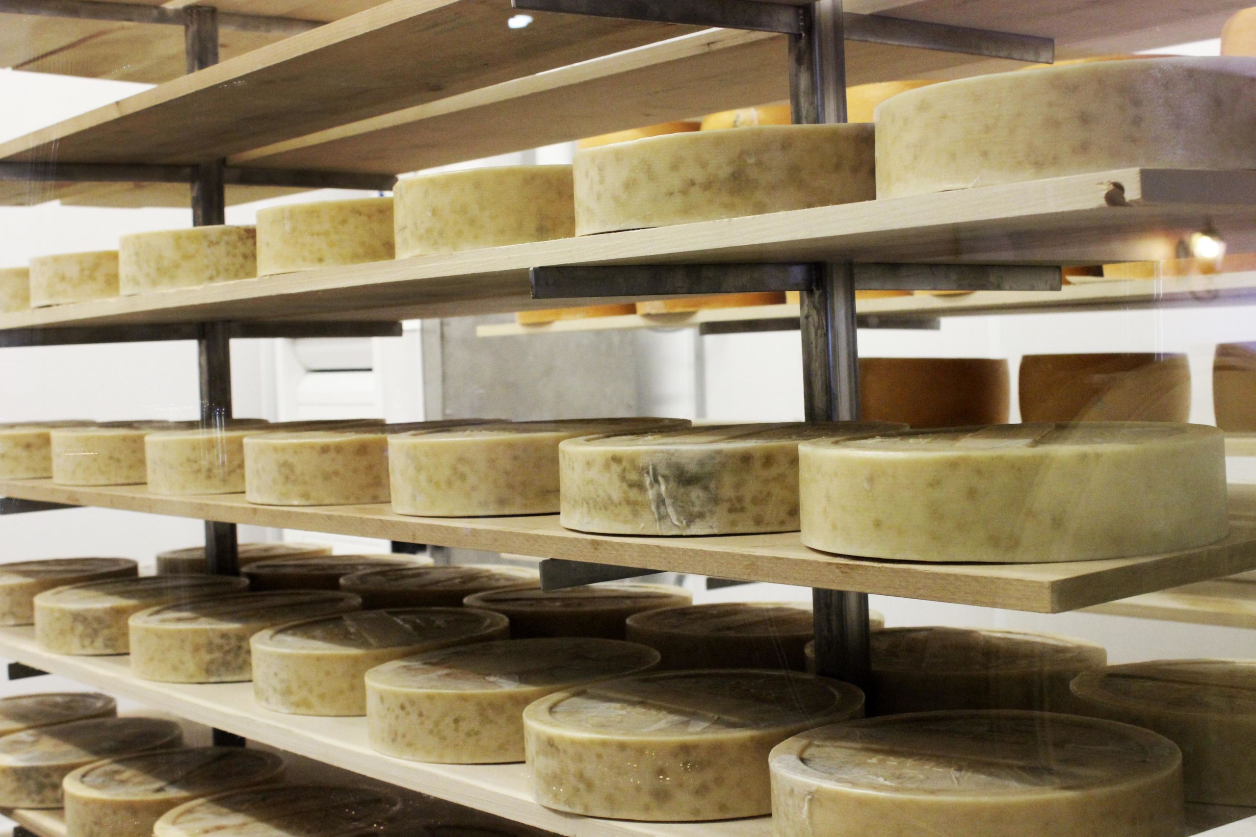 One of the many things we owe to bacteria: cheese.