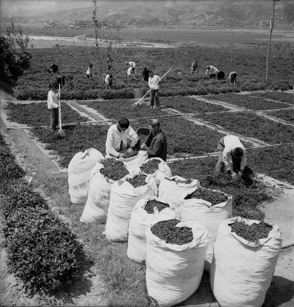 In 1978, Shifeng Tea Farm in Tongshan County planted tea scientifically, increasing quality and output. /VCG