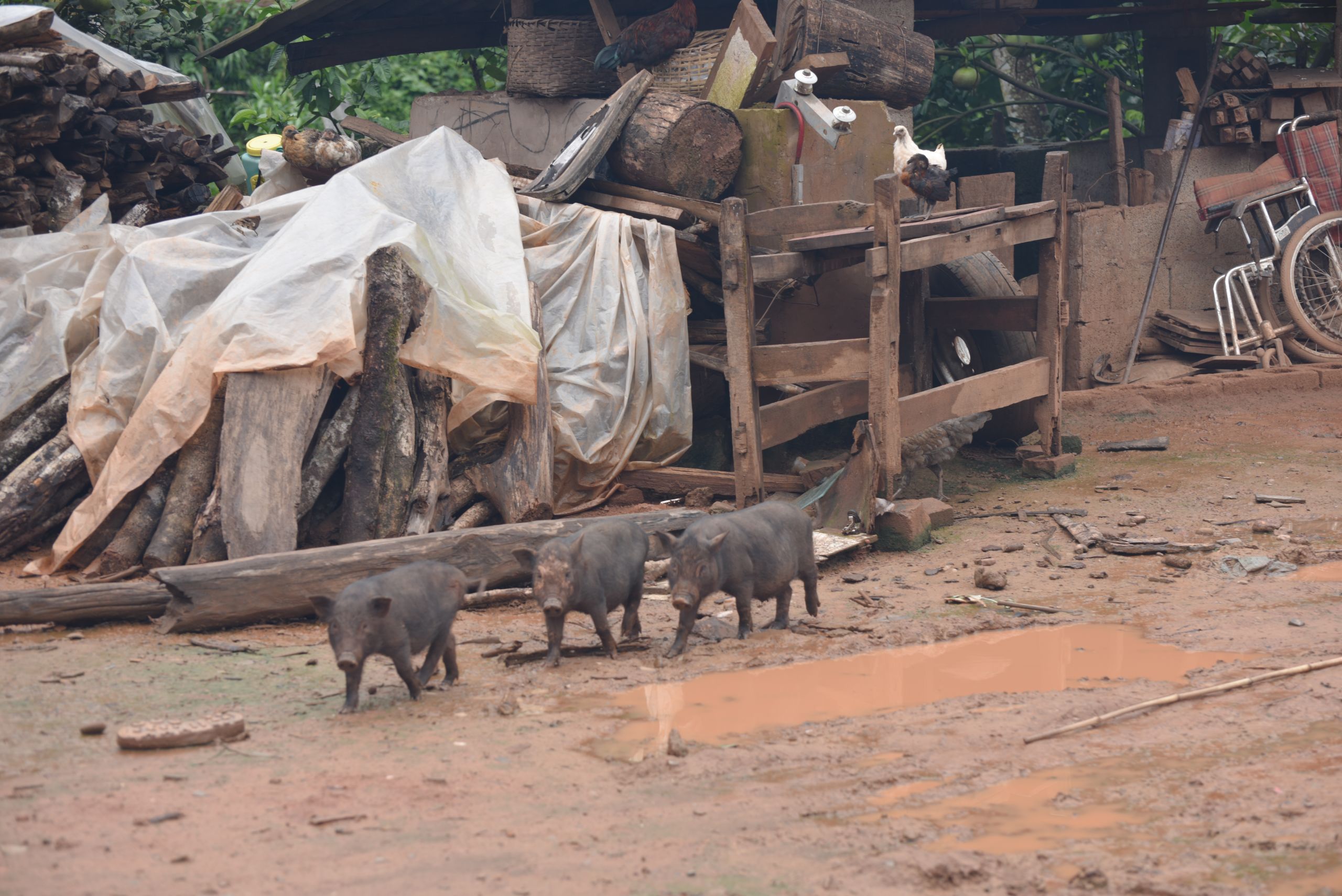 Hebian was a muddy, messy place.