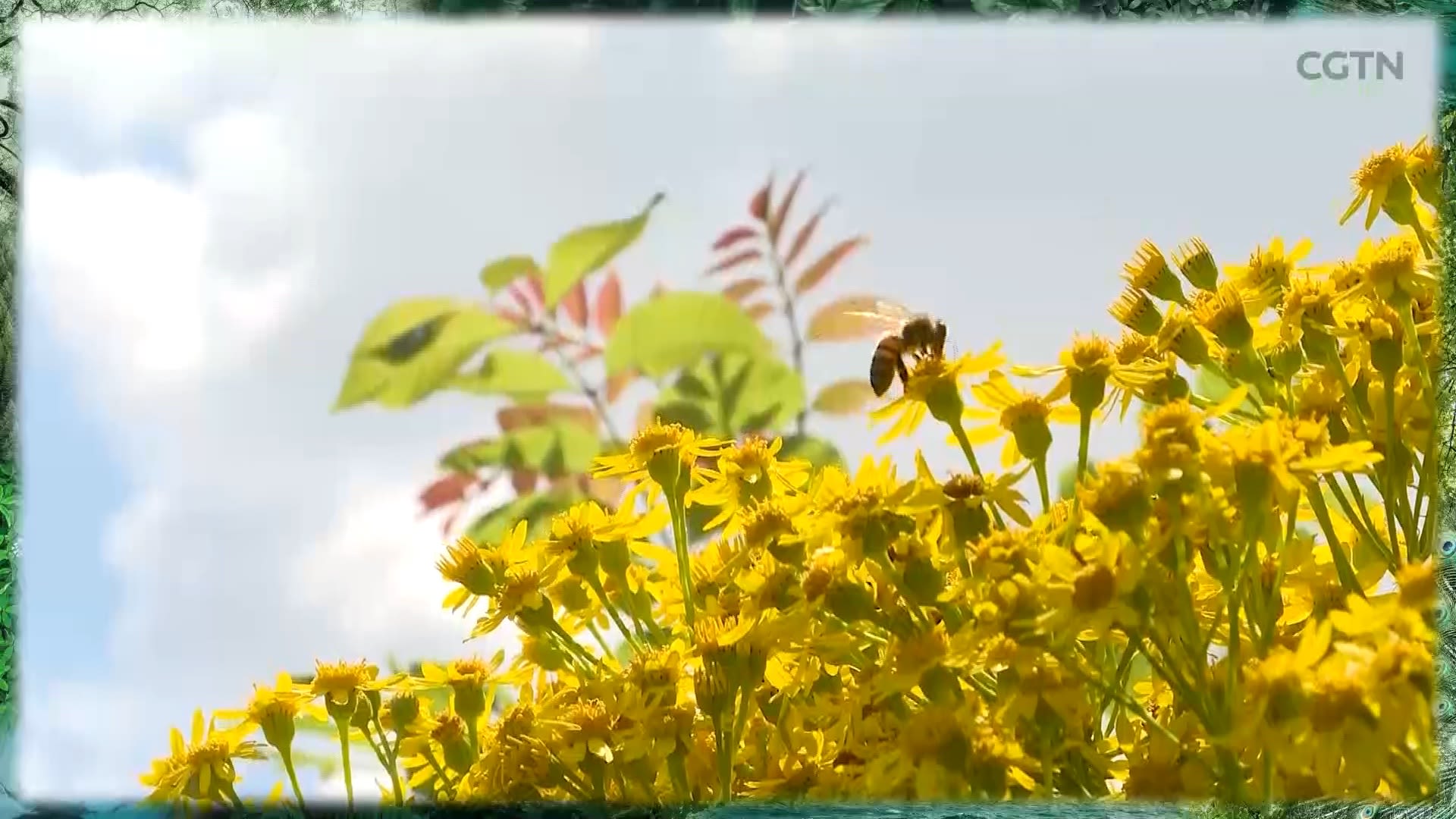 The mini-forests promote biodiversity.