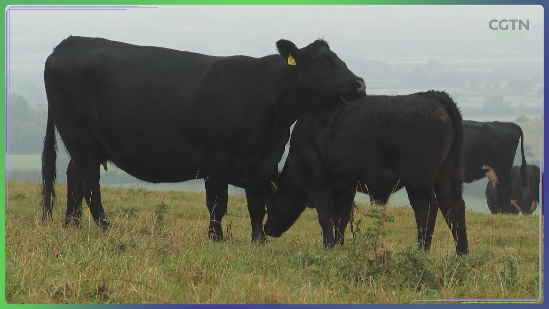 'They live longer, they're more fertile, our vet bills are a third of the average.' /CGTN