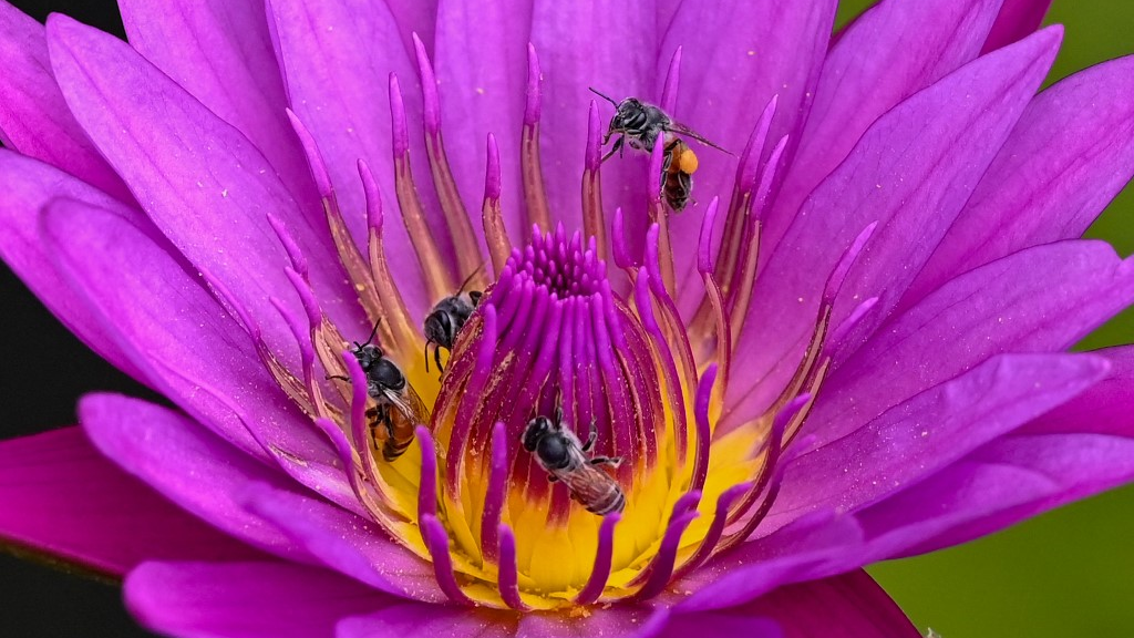 Bees wings are less symmetrical. /Roslan Rahman/AFP