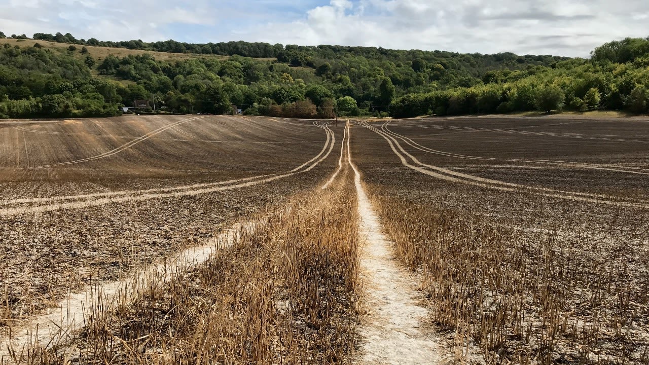 Crop destruction could lead to higher prices.