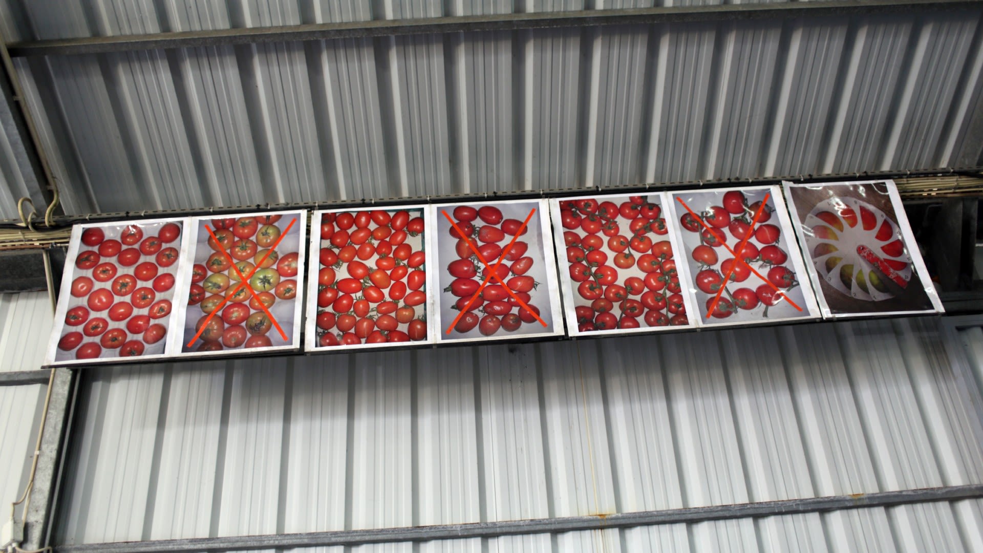 Photos in a Portuguese warehouse show what tomatoes 'should' look like to be accepted by distributors.